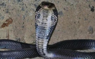 世界上真的有蛇吗