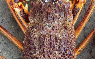 澳龙和青龙的区别有哪些？