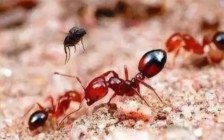 红火蚁是怎么到中国的