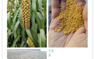 五谷中的菽是指什么作物