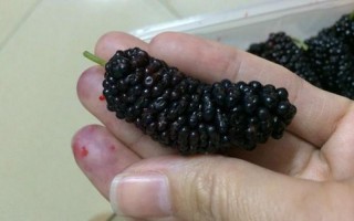 泰国黑桑果是真的吗