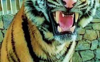 傻眉楞眼是什么生肖