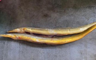 被称为软黄金的鱼类是什么