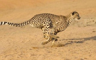 趁火打劫打一生肖