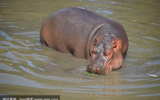 河马在水里如何移动
