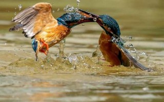 翻江倒海打一个动物