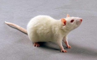 以下哪种动物天生就是高血压