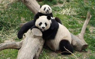 美国养死了几只熊猫了