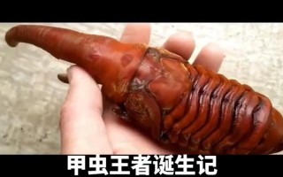 世界上最帅的虫子