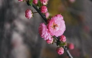 落花不是无情物 化作春泥更护花