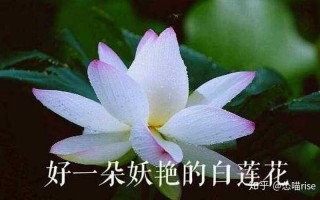 白莲花什么意思形容人