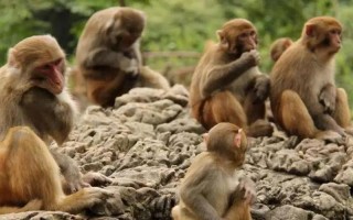 三寸之舌打一生肖