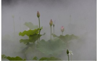 雾里看花水中望月