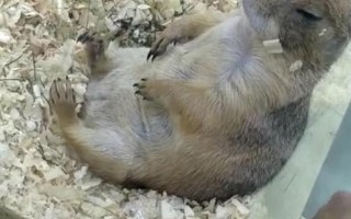 坐在上面摇来摇去的叫做什么？