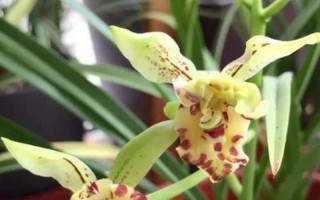 花开之后蝶前来打一字