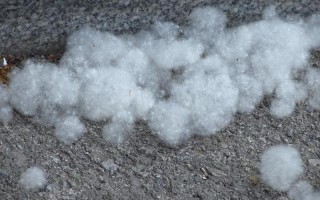 杨树毛絮什么时候结束