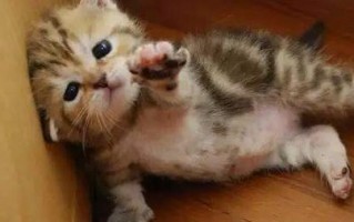 招财猫举左手右手分别代表什么 招财猫左右手代表的意思