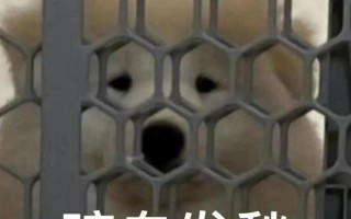 世界上最贵的橡皮