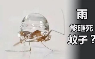 为什么下雨天蚊子不会被砸死