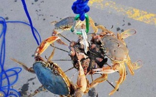 钓蟹粤语什么意思