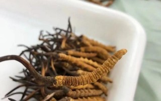 冬虫夏草是什么样的