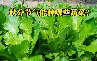 生菜和茴香哪个含盐量高