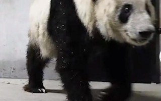 熊猫乐乐死前一只眼睛没了吗