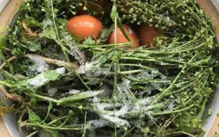 荠菜煮鸡蛋吃死人