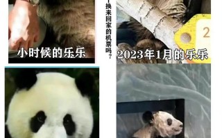 大熊猫丫丫身体状况评估完毕