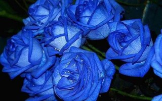 蓝色妖姬是染色的还是自然的