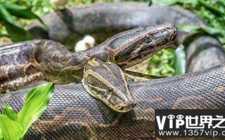 蛇最怕的四大天敌