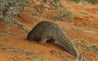 穿山甲靠什么捕食