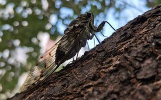 垂緌饮清露怎么读