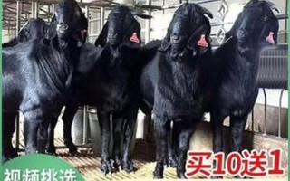 瓦格吉尔羊多少钱一只