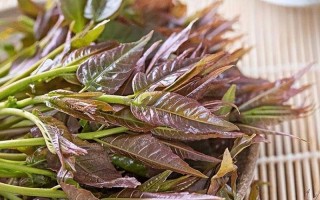 香椿含有致癌物已确定