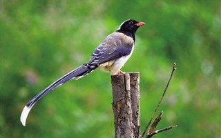 寂寞沙洲冷说的是哪种鸟