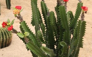 电脑前放仙人掌可以防辐射吗