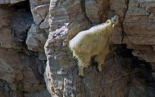 羊吃了毒蜘蛛怎么办