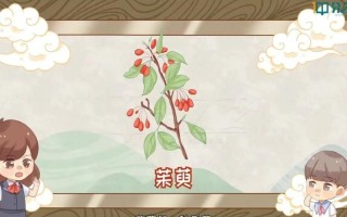 茱萸在古代指什么意思