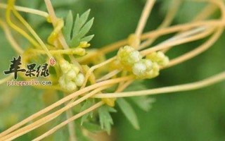 菟丝子的功效与作用及食用 *** 