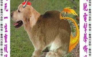 免费资料大全 彩