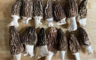 羊肚菌一斤多少钱