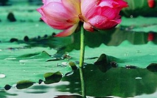 声色犬马打一个生肖