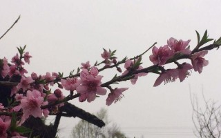 小桃初破两三花深浅散余霞的意思