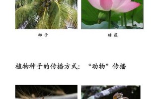 种子传播 *** 100种