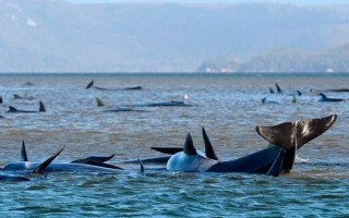 大连海水已有核污染吗