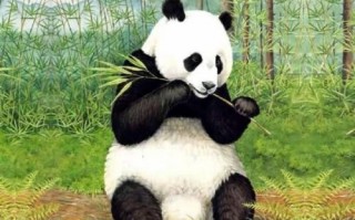 大熊猫吃人图片后果(大熊猫都吃什么)
