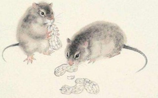 落花流水指什么生肖