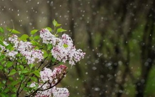 青鸟不传云外信丁香空结雨中愁意思