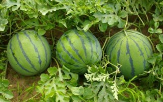 黄台之瓜什么意思